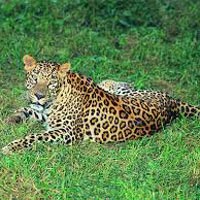 Bandipur Leopard