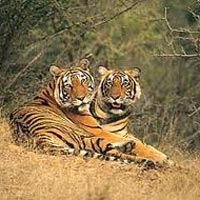 Ranthambore Tigers Reserves