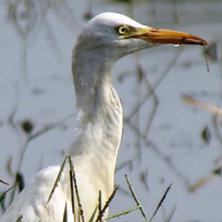 Attractions of Sultanpur Bird Sanctuary