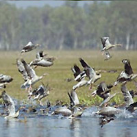 Sultanpur Bird Sanctuary sightseeing