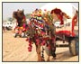 Jewels Of Rajasthan Tour