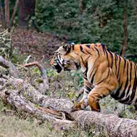 Buxa Tiger Reserve
