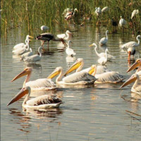 Khijadiya Bird Sanctuary