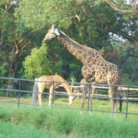 Mysore Zoo