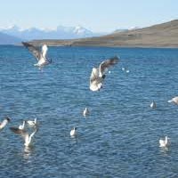 Pangong lake
