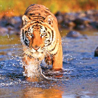 Royal Bengal tiger