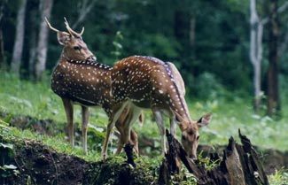 Wildlife Rajasthan